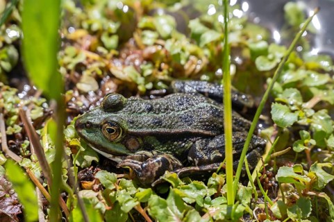 Common pond frog (Pelophylax esculentus) in a garden pond, Botanical Garden, Erlangen, Middle