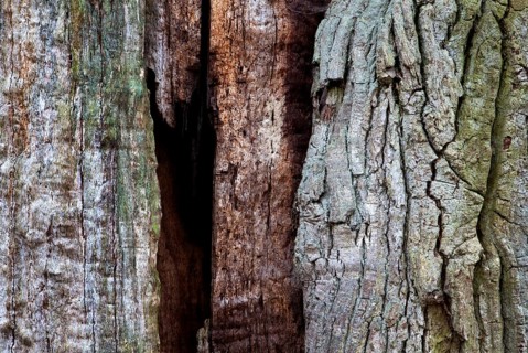Bark structures, Primeval forest Urwald Sababurg, Weser Uplands, Weserbergland, Hesse, Germany