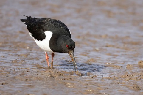 Eurasian oystercatcher (Haematopus ostralegus) adult wading bird feeding on a mudflat, England,