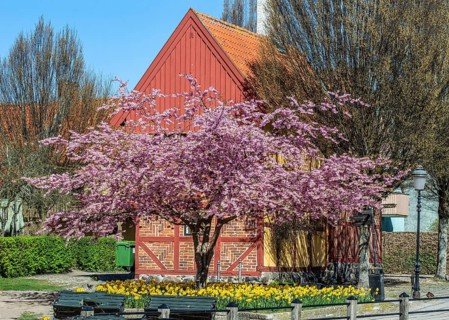 Flowering Winter Cherry (Prunus x subhirtella) 'Autmnalis ' rosea at halftimbered house in Ystad,