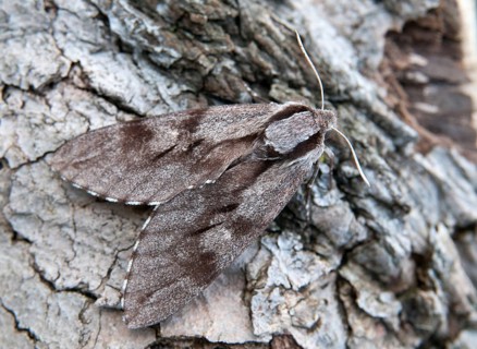 Hyloicus pinastri, pine swarmer, pine hawk moth, sphinx pinastri, pine arrow, butterfly,