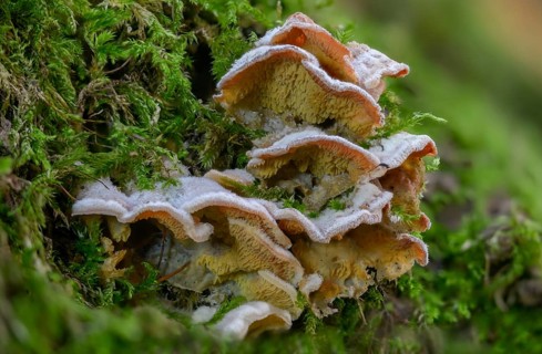 Wrinkles, gelatinous wrinkles, merulius tremellosus, phlebia tremellosa, fungi, fungus, jelly red,