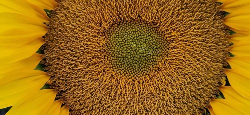 Close-up of a large sunflower (helianthus) showing its intense yellow flowers and many details,
