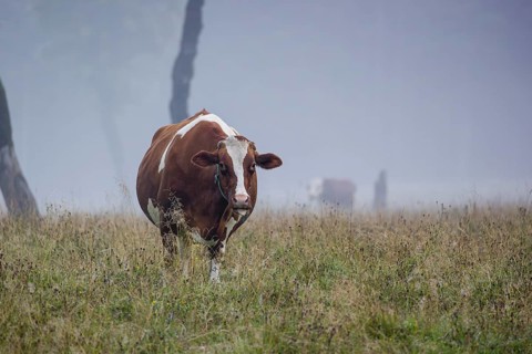 A Holstein Friesian cow stands grazing on a meadow with trees on a foggy day. Eng Valley, Austria