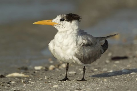 Royal Tern (Thalasseus maximus), Florida, USA