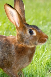 A hare rabbit, red-brown, red-brown, animals, rabbit, hare, hares, pet, meadow, portrait,