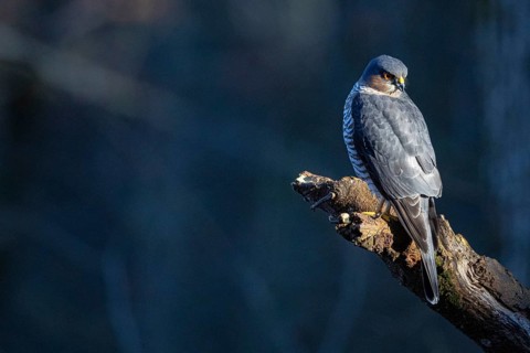 Sparrowhawk (Accipiter nisus) ml Germany