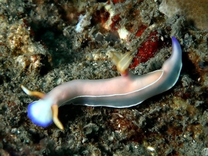 A pink and blue nudibranch, Bullock's star snail (Hypselodoris bullockii), crawling across a grey