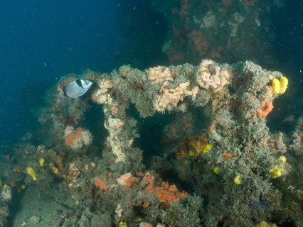 A fish swims on colorful sea sponges along a shipwreck in murky water, Giuseppe Dezza wreck dive