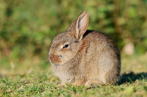 Wild rabbit (Oryctolagus cuniculus), a young rabbit sitting in a meadow, North Rhine-Westphalia,