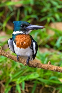 Animals, birds, Central America, Costa Rica, Amazonian kingfisher, kingfisher (Chloroceryle