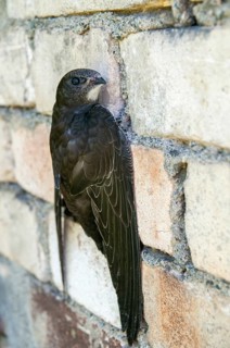 Apus apus, swift, apodidae, birds, growing, high size, portrait, young animal, juvenile, swift,