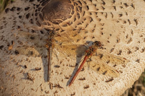 Common darter dragonfly (Sympetrum striolatum) adult male and female insects resting on a Parasol