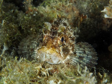 A black scorpionfish (Scorpaena porcus) lies camouflaged amongst the seaweed, Hausriff dive site,