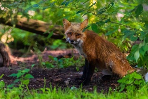 One adult red fox, Vulpes vulpes, sitting in the undergrowth of a forest edge