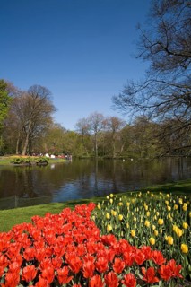 Tulip fields, Keukenhof, Lisse, South Holland, Netherlands