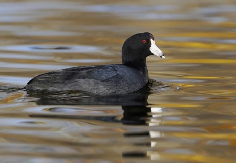American Coot (Fulica americana), British Columbia, Canada