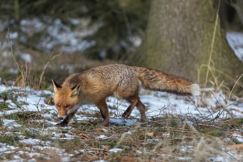 One red fox, Vulpes vulpes, running thru the undergrowth of a forest on a sunny day