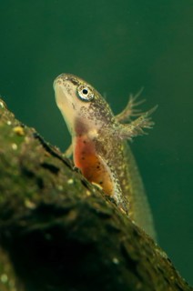Threaded newt, Lissotriton helveticus, palmate newt, triturus helveticus, amphibians, caudata, high