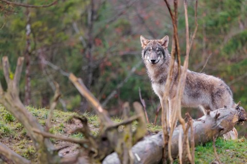 A young grey wolf (Canis lupus lupus) stands in a meadow behind a dead tree on a hill