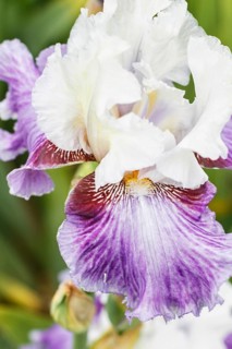 Beautiful multicolored iris flower bloom in the garden. Close up, fragility and summer concept