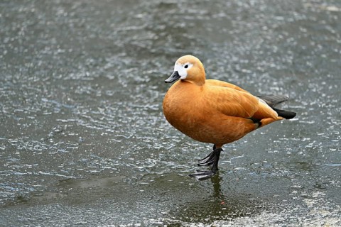 Ruddy shelduck (Tadorna ferruginea), standing on ice, Switzerland