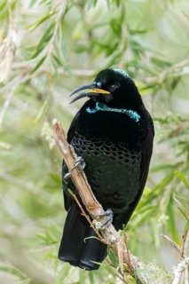 Paradise Riflebird (Ptiloris paradiseus) perched on a branch in eastern Australia