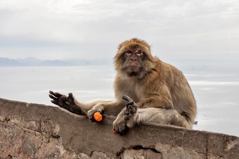 A monkey sits relaxed on a stone wall under a cloudy sky, Gibraltar, Barbary macaque (Macaca