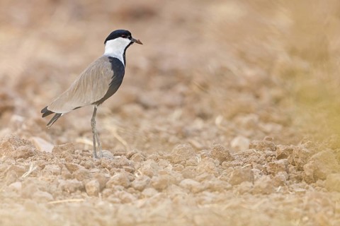Spur-winged plover, lapwing, animals, birds, (Hoplopterus spinosus), Vanellus spinosus, plover