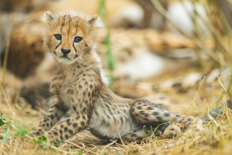 Cheetah (Acinonyx jubatus) youngster lying on a meadow, captive, occurrence Africa