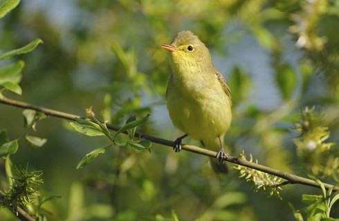 Gelbspoetter (Hippolais icterina), Icterine Warbler, Maennchen zur Balzzeit, Mai, NSG Dingdener