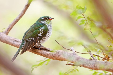 Golden cuckoo, Afrotropical species, family of golden cuckoos, cuckoo, (Chrysococcyx caprius), Wadi