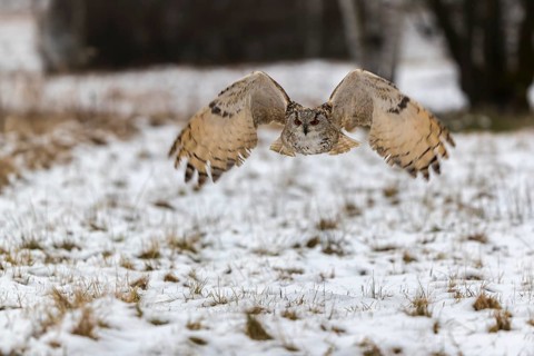 One Siberian Eagle Owl (Bubo bubo sibiricus) flying over a snowy meadow at the edge of a a forest