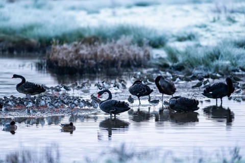 Black Swan, Cygnus atratus, birds on a winter marshes at dawn