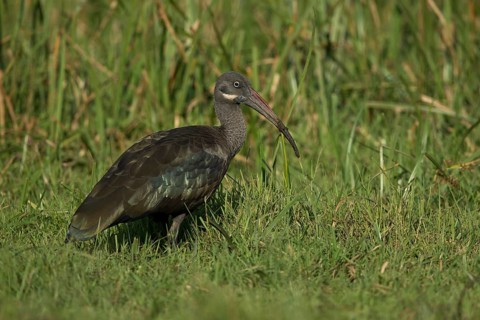 Hadada Ibis (Bostrychia hagedash nilotica) foraging, Kafa, Ethiopia