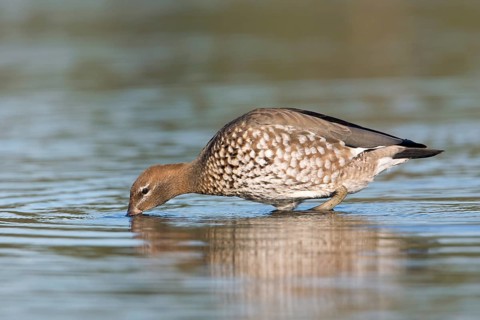 Maned Duck (Chenonetta jubata) female, Victoria, Australia