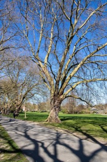 Avenue, Platanus × acerifolia (Platanus hispanica), Jesus Green, Cambridge, England, United Kingdom