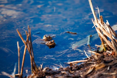 Two frogs swimming side by side in the water near some reeds, common toad (Bufo bufo), spawning