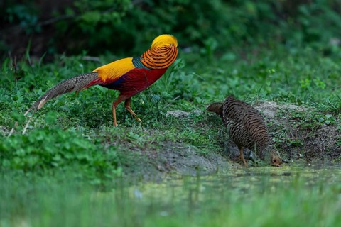 Golden Pheasant (Chrysolophus pictus) pair at a waterhole, Shanxi, China