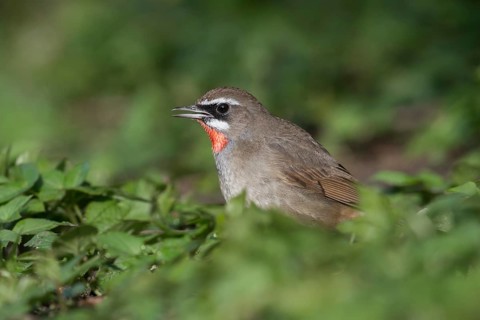 Siberian Rubythroat (Calliope calliope) male, Netherlands