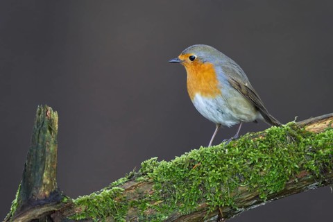 European Robin (Erithacus rubecula) perched on mossy trunk, North Rhine-Westphalia, Germany
