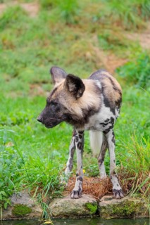 An African wild dog, Lycaon pictus, stands in a green meadow and drinks from a small stream