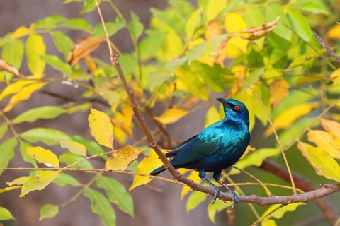 Glossy starling, (Lamprotornis chalcurus), Bronze-tailed glossy starling, Bronze-tailed starling,