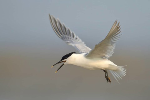 Sandwich Tern (Thalasseus sandvicensis) in flight, wildlife, nature photography, terns, Red List of