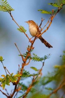 Striped Prinia, (Prinia gracilis), animal, animals, bird, birds, perching site, biotope, breeding