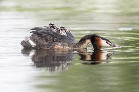 Great Crested Grebe (Podiceps Scalloped ribbonfish) with juveniles, Emsland, Lower Saxony, Germany