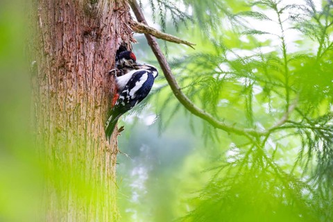 Great spotted woodpecker (Dendrocopos major), female feeds almost fledged young bird in the