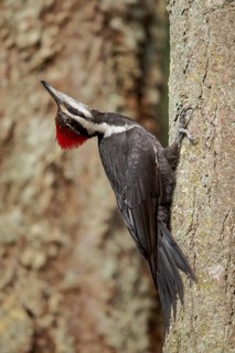 Pileated Woodpecker (Dryocopus pileatus) perched on a tree trunk near Victoria, BC, Canada