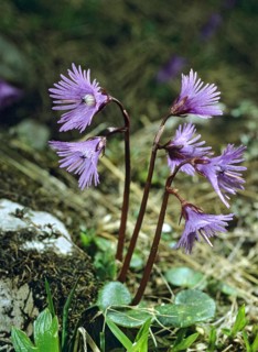 Alpine soldanelle, alpine bluebell, common alpine bell, primrose, primulaceae, soldanella alpina,