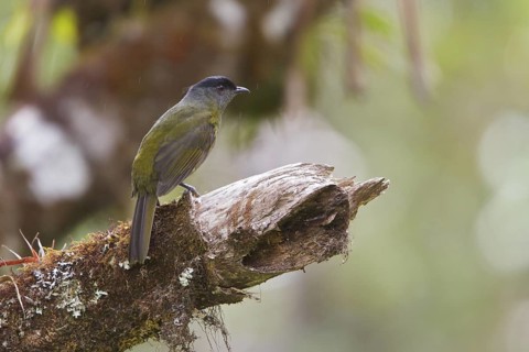 Black-and-yellow Silky-flycatcher (Phainoptila melanoxantha) perched on a branch in Costa Rica,